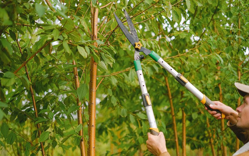 Tree trimming in Halltown, MO