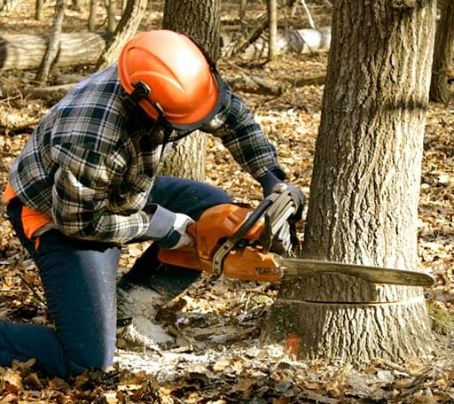 Tree Removal in Halltown, MO